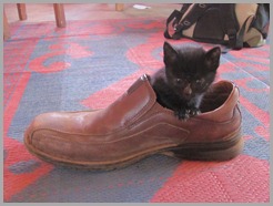 catinshoe