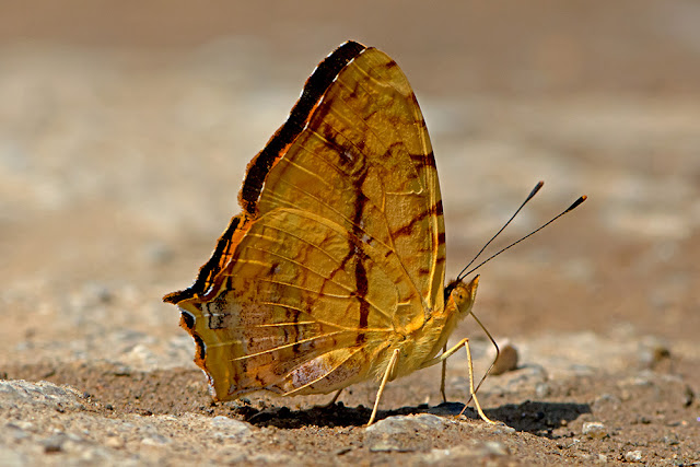 Symbrenthia lilaea the Common Jester butterfly