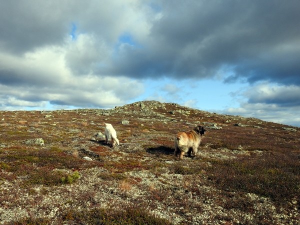 sørbølfjellet