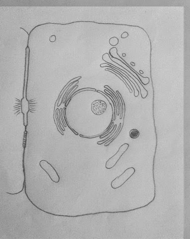 6th grade reading comprehension worksheets. Draw It Neat How To Draw Animal Cell