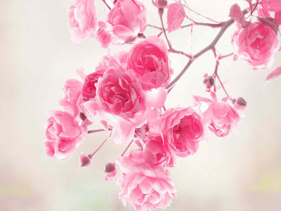 pink-lovely-roses-wallpapers-hd-resolution