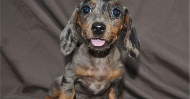 Miniature Dapple Dachshund Puppies For Sale In Texas