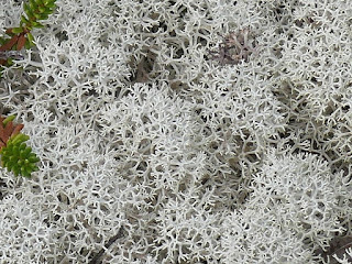 Cladonie étoilée - Cladonia stellaris 