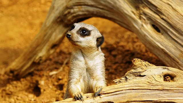 Cute Meerkat