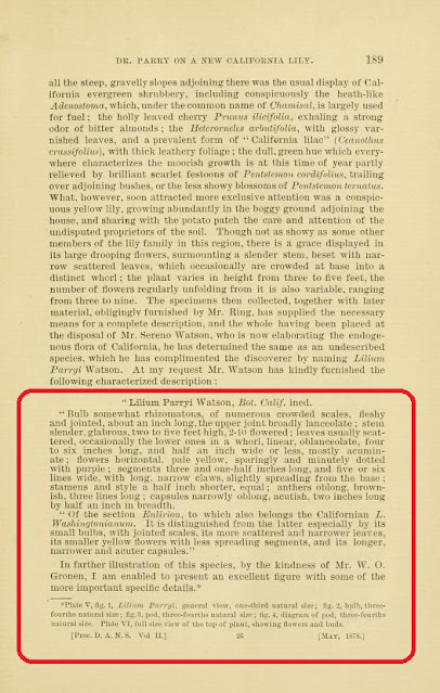 Первое описание лилии Пэрри в 1878 году и рисунок