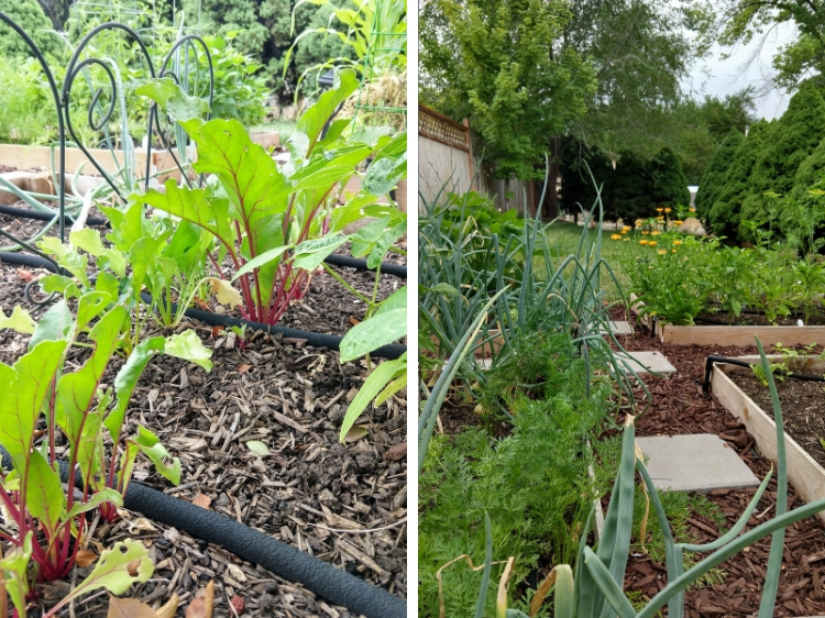 Beets and a Garden View // Garden Update July 2019 // www.thejoyblog.net