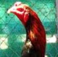 Ciri Ayam  Bangkok Thailand untuk Ayam  Laga 