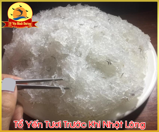 Tổ Yến Tươi Làm Sạch Nguyên Chất 100%