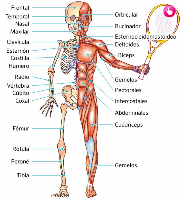 Resultado de imagen de el aparato locomotor para niños