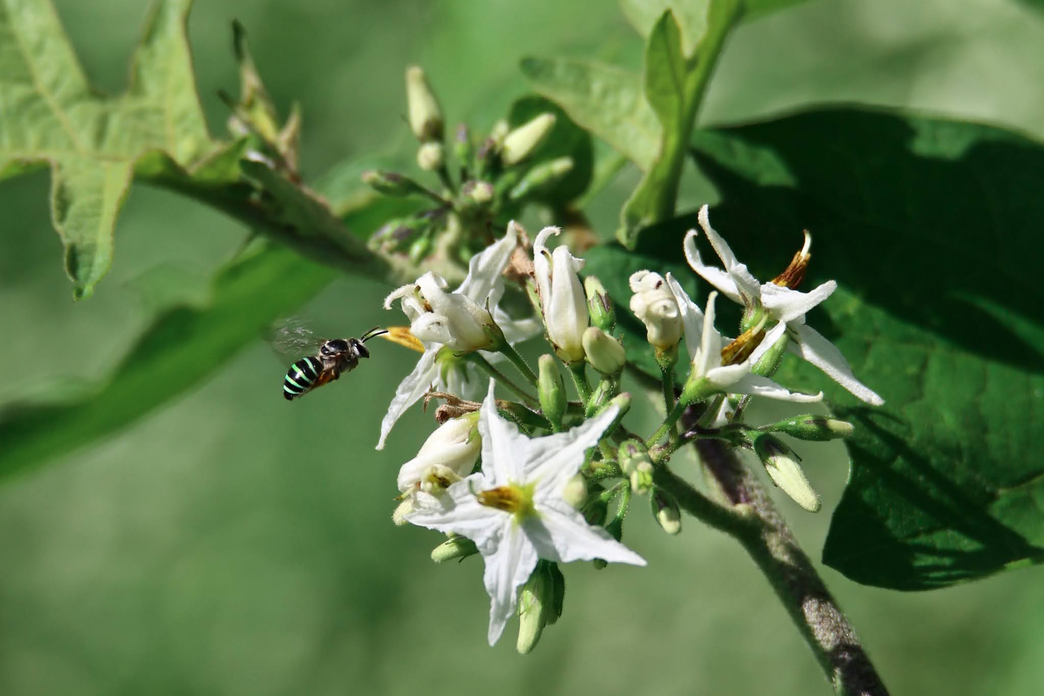 Tropical Soda Apple Flowers high resolution free