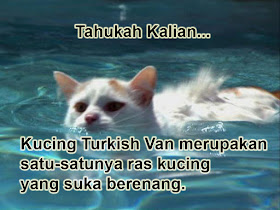 gambar kucing Turkish Van Berenang