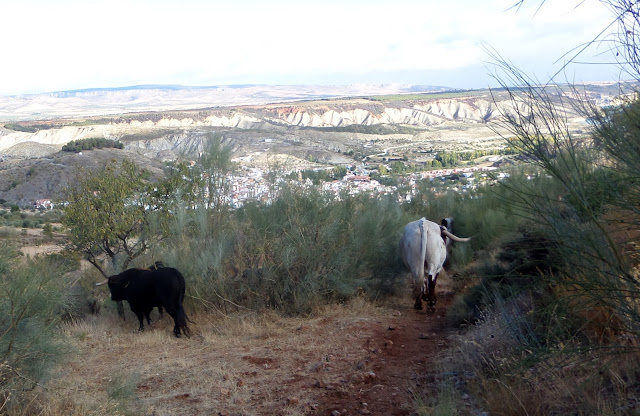 Lugros.Toros de la Peza