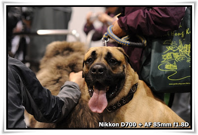 香港寵物節 Pet Show 2010