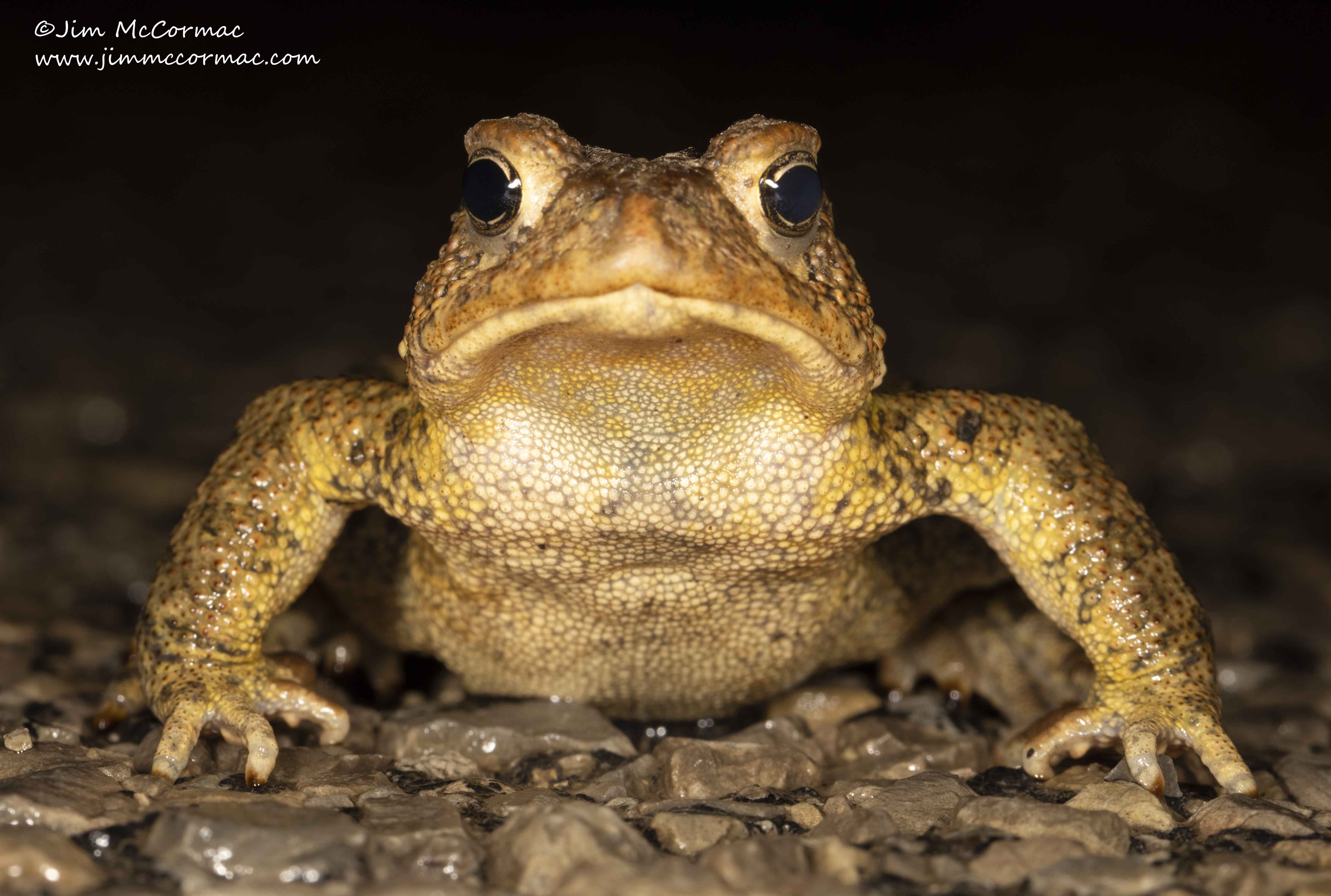 Ohio Birds and Biodiversity: American Toad