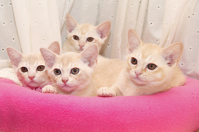 Lovely European Burmese Cat family kitten photo  