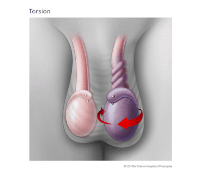 Une histoire de…testicule Julie Philippon @mamanbooh