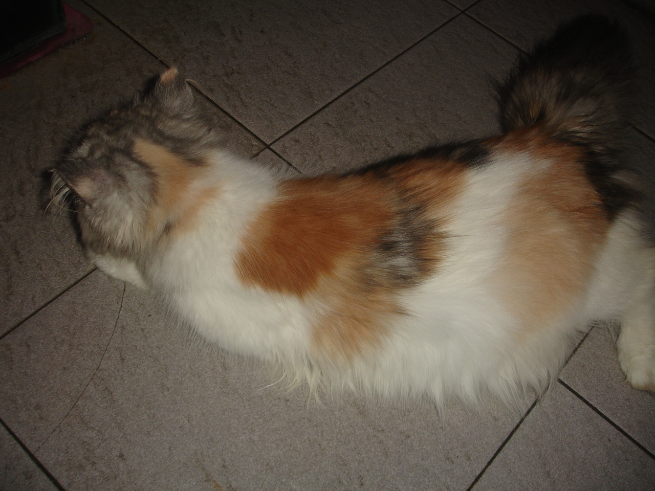 Hamster Dan Kucing Persia Murah Surabaya: DIJUAL KUCING 