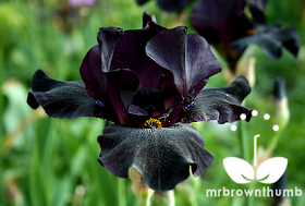 Black Bearded Iris flower