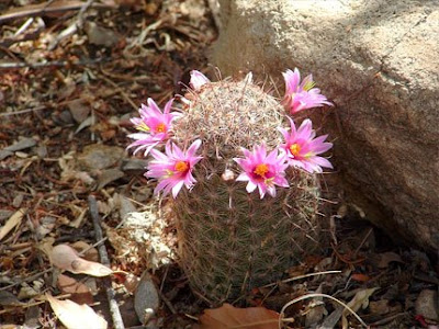 Cactus flower