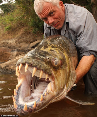 Goliath Tigerfish Ikan Monster Sungai Air Tawar Yang Mengerikan