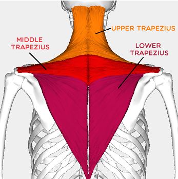 fungsi otot trapezius serta pentingnya melatih dan menguatkan otot ini untuk menjaga kesehatan dan kinerja tubuh secara optimal.