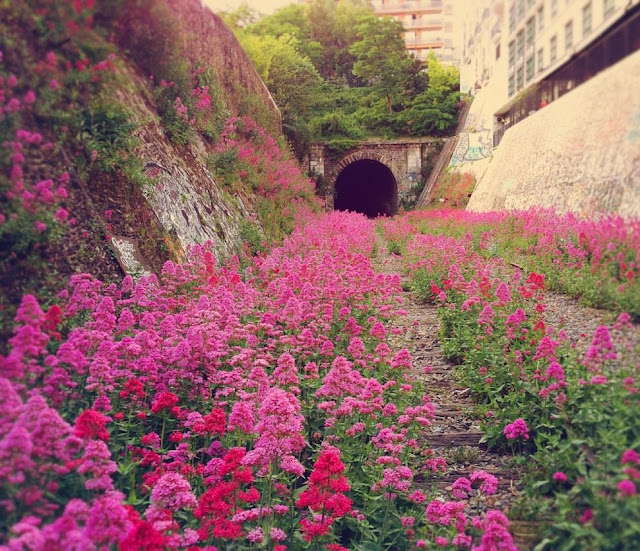 Abandoned / Chemin de fer de Petite Ceinture / Paris / 