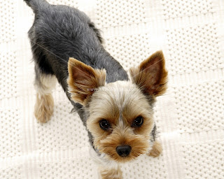 small dogs breeds pictures