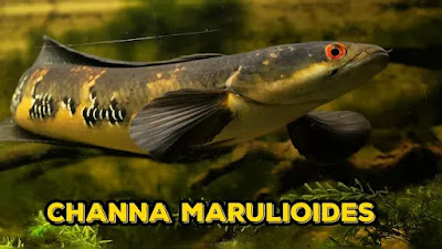 8 Jenis Ikan Channa Asli Indonesia yang Patut Pecinta Ikan Hias Ketahui