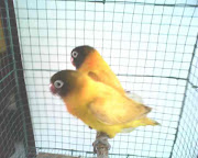 Labels: Love Bird (burung love bird lutino seri baru kepala elang dijual)