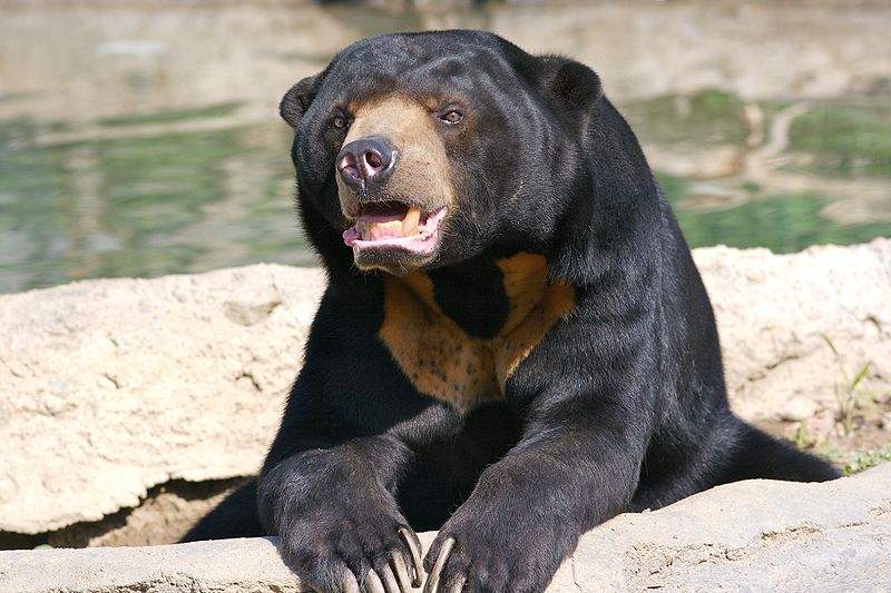  Gambar  Binatang Beruang  Madu 