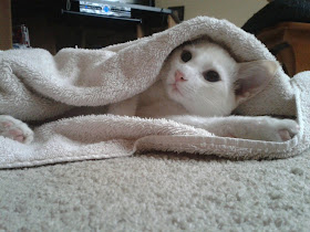 funny cat pictures, kitten in blanket