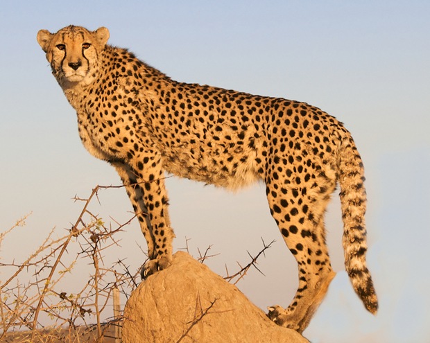 Wildlife-photography-leopard-7