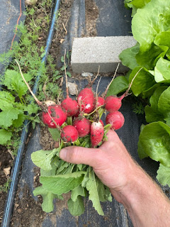 Radishes