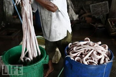 Snake Burger Cultural Preferences In Indonesia