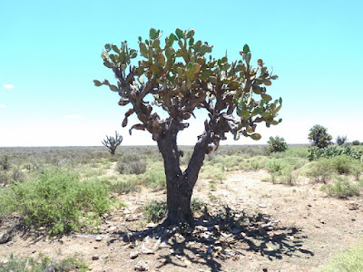 cactus argentinos