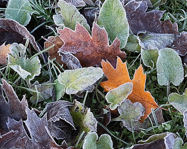 Dead leaves, mostly oak, coloured from orange to dark brown amongst grass and low growing plants