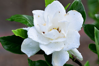 gardenia