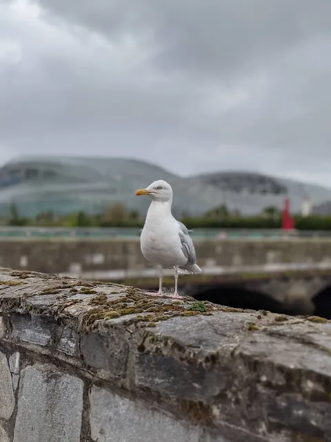 Seagull on a stone wall along the River Dodder in Dublin