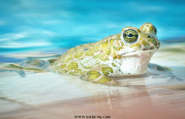 grenouille dans l'eau kikekwa