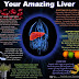 Facts About the Human Liver