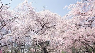 Ilmuwan Jepang ciptakan sakura yang selalu mekar