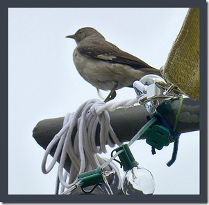 Mockingbird2