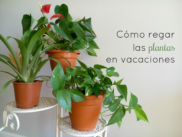 Como-regar-las-plantas-en-vacaciones