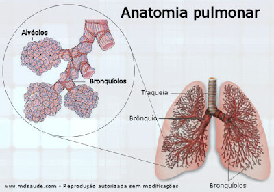 Bronquiolite - Bronquíolos