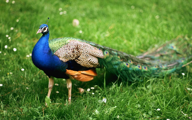 Aves Exóticas