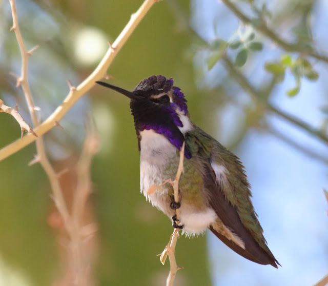 Costa's Hummingbird