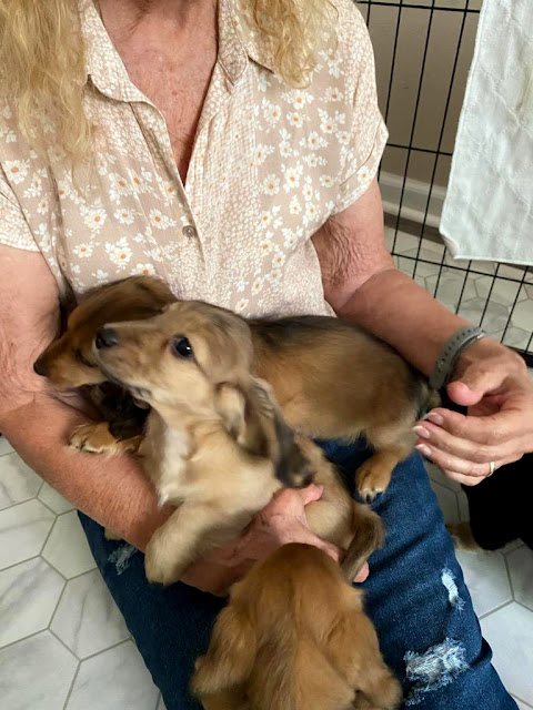 New Puppies. Share NOW. #puppies #dachshunds #baby puppies #eclecticredbarn