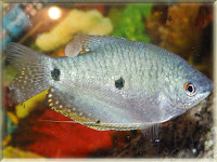 Three Spot Gourami Fish Pictures
