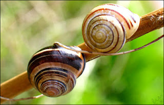 Snail