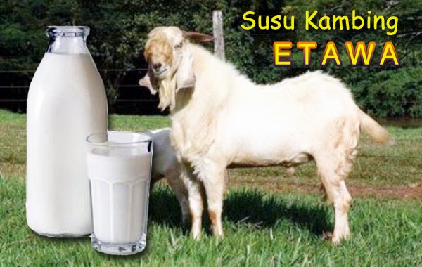  Gambar gambar menarik dan lucu Gambar kambing etawa